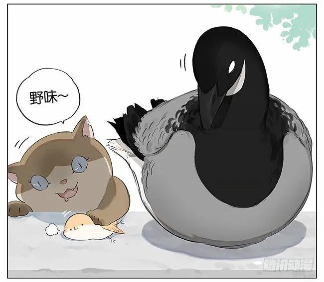南方的鸟和北方的鸟