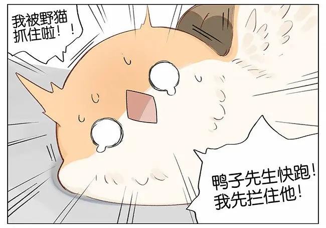 南方的鸟和北方的鸟