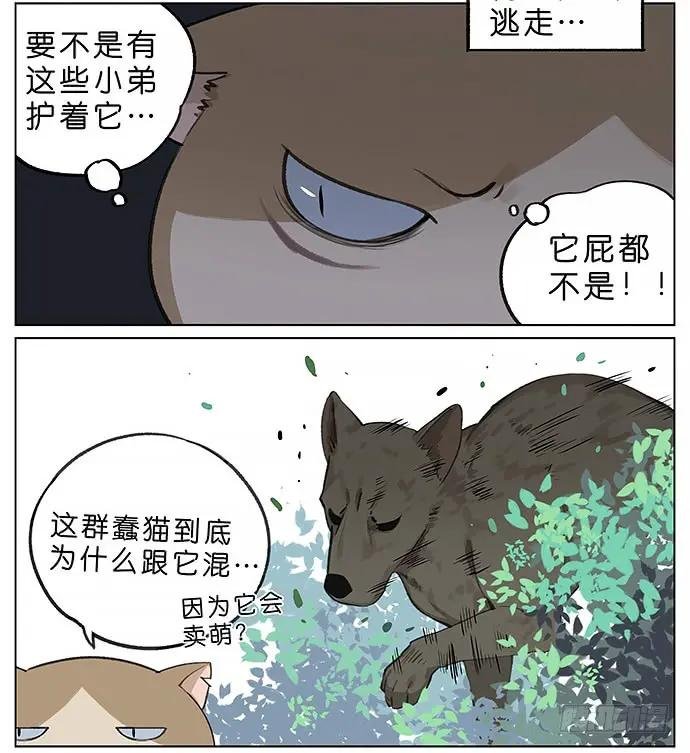我被一只猫绑架了。