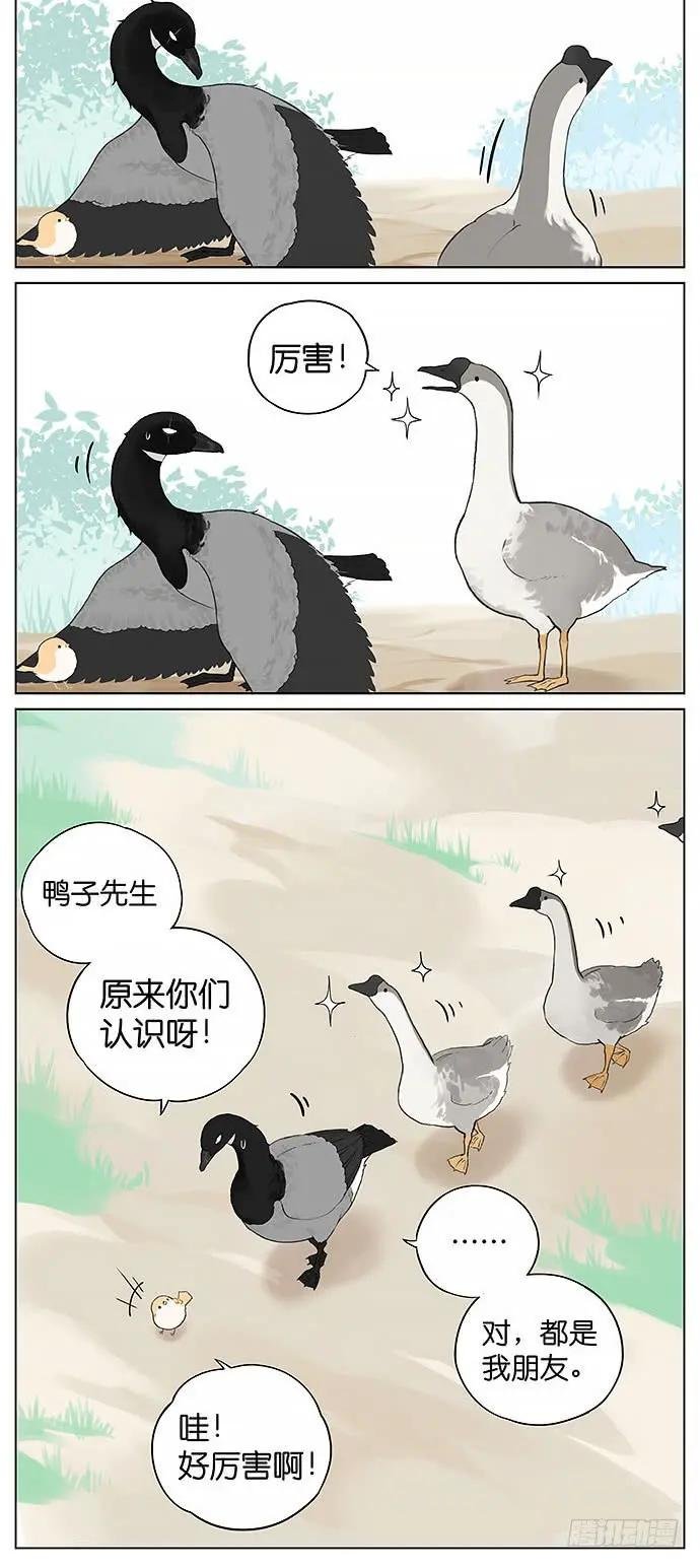 鸭子和鹅。