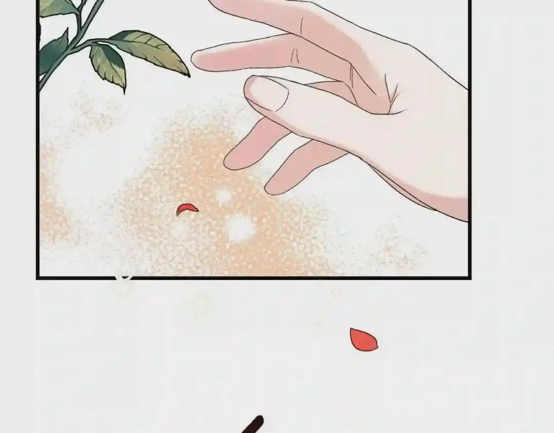 第33话 玫瑰