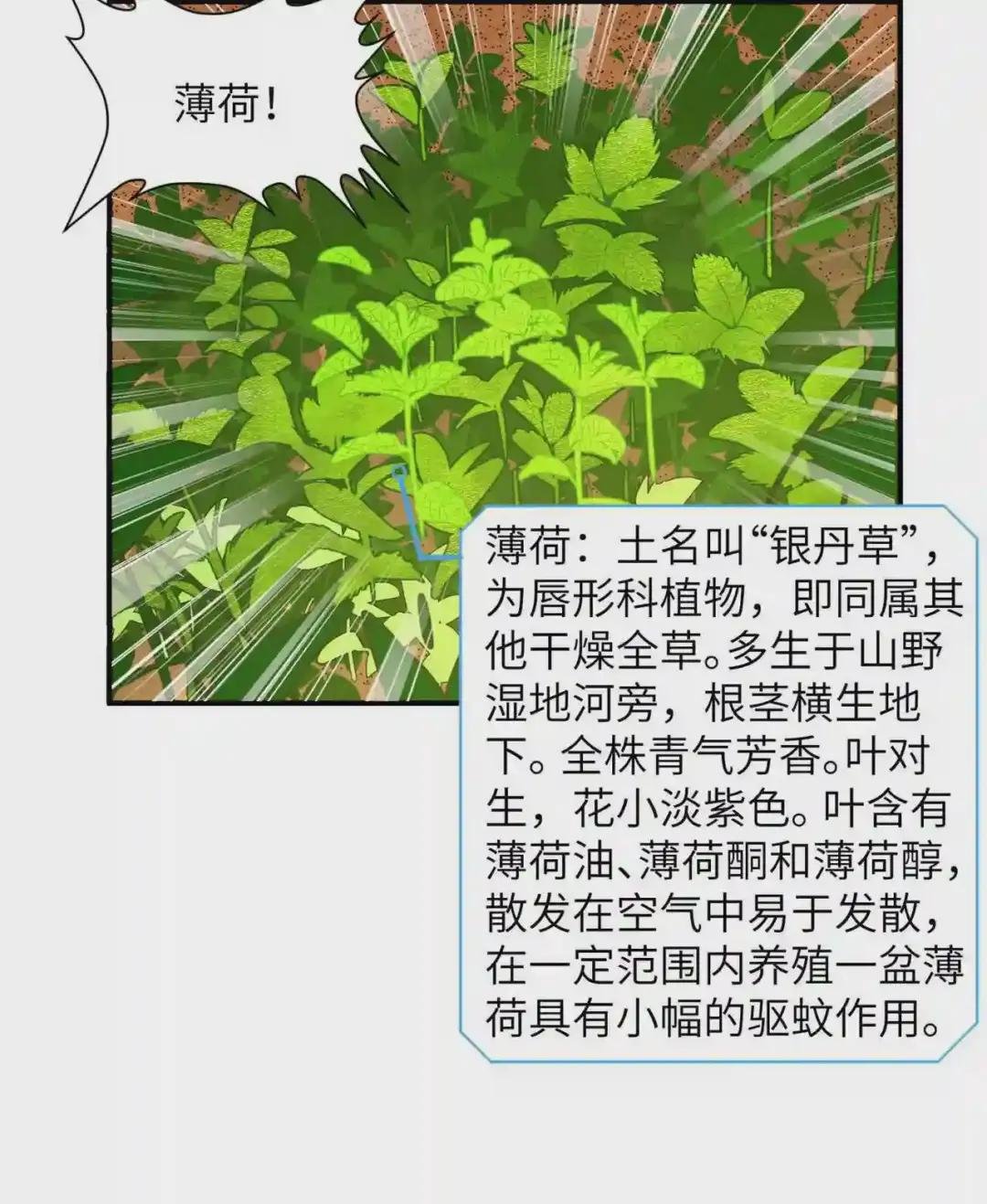 009 椰子蟹