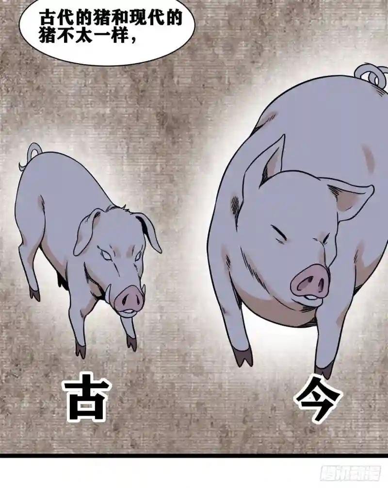 135 改良猪肉品质