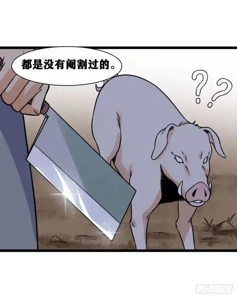 135 改良猪肉品质