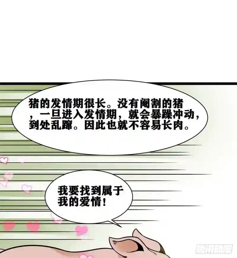 135 改良猪肉品质