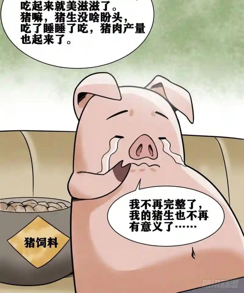 135 改良猪肉品质