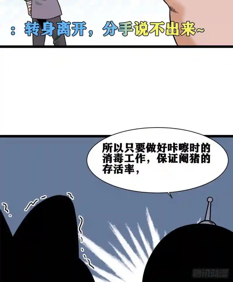 135 改良猪肉品质